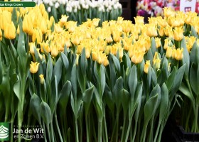 Tulipa Kings Crown (1)